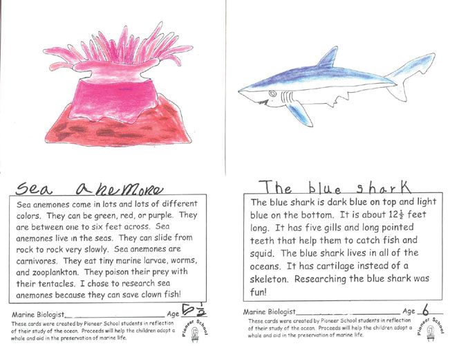 Sea Anemones and The Blue Shark